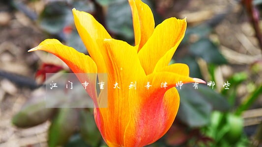 江门市重大刑事律师有哪些 江门市重大刑事律师有哪些