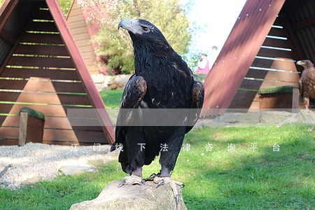 江门线下法律咨询平台 江门线下法律咨询平台