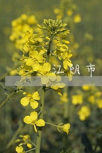 江阴市民商事诉讼律师 江阴市民商事诉讼律师