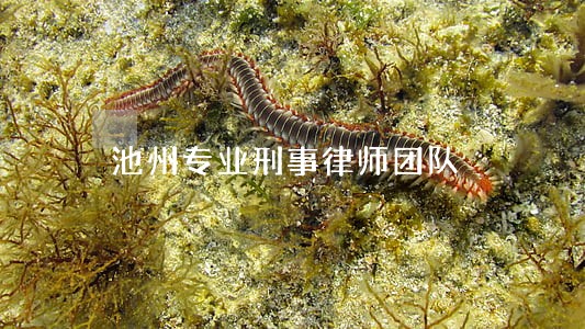 池州专业刑事律师团队 池州专业刑事律师团队