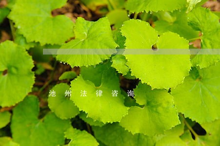 池州法律咨询 池州法律咨询