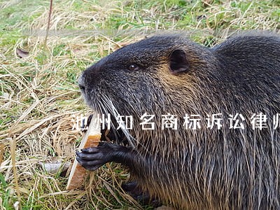 池州知名商标诉讼律师报价 池州知名商标诉讼律师报价