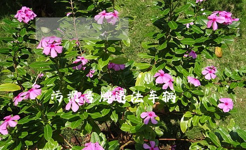 污损号牌违法车辆 污损号牌违法车辆