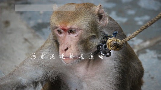 污水泥运输违法吗 污水泥运输违法吗