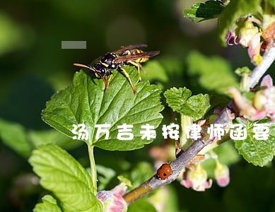 汤万吉未按律师函要求付款 汤万吉未按律师函要求付款