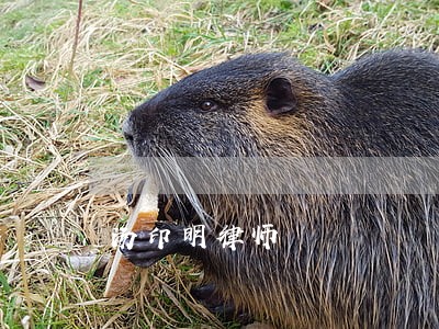 汤印明律师