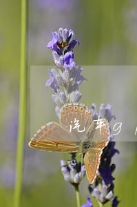 汽车gps贷款逾期 汽车gps贷款逾期