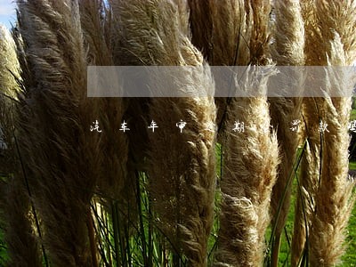 汽车年审逾期会罚款吗6 汽车年审逾期会罚款吗6