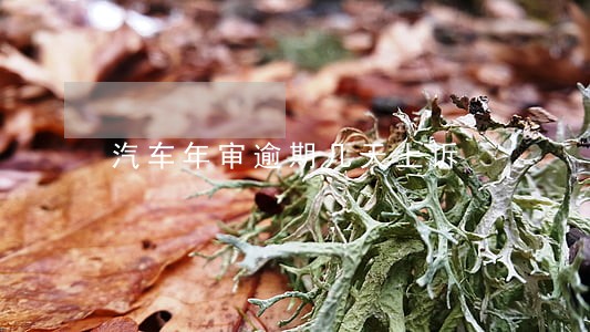 汽车年审逾期几天上诉 汽车年审逾期几天上诉