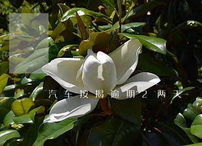 汽车按揭逾期2两天 汽车按揭逾期2两天
