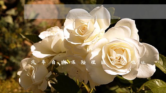 汽车自燃保险理赔律师地址 汽车自燃保险理赔律师地址