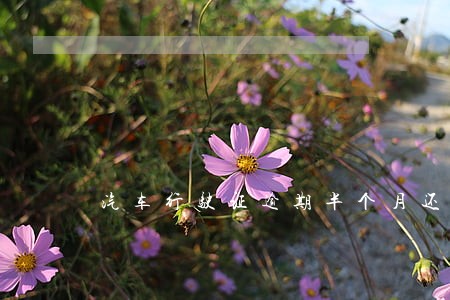 汽车行驶证逾期半个月还款 汽车行驶证逾期半个月还款