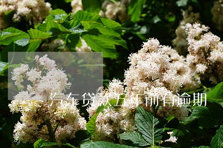 汽车贷款五年前有逾期 汽车贷款五年前有逾期