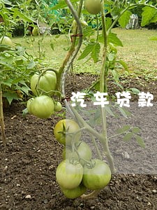 汽车贷款信用卡逾期 汽车贷款信用卡逾期