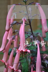 汽车贷款逾期了会再扣一次吗 汽车贷款逾期了会再扣一次吗