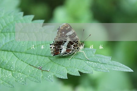 汽车贷款逾期模板 汽车贷款逾期模板