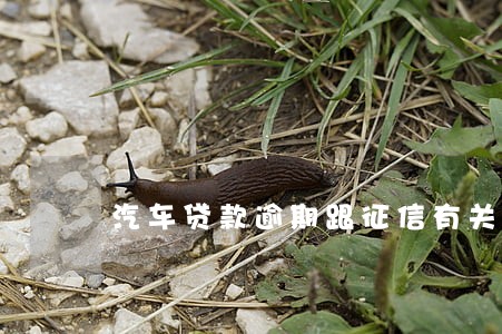 汽车贷款逾期跟征信有关吗 汽车贷款逾期跟征信有关吗