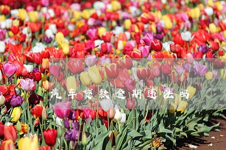 汽车贷款逾期违法吗 汽车贷款逾期违法吗