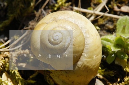 汽车逾期30天会拖车么 汽车逾期30天会拖车么