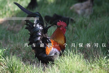 汽车逾期一个月保养可以吗
