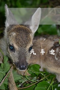 汽车逾期一次性结清 汽车逾期一次性结清
