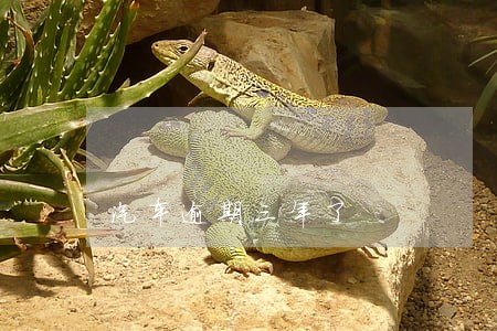 汽车逾期三年了 汽车逾期三年了