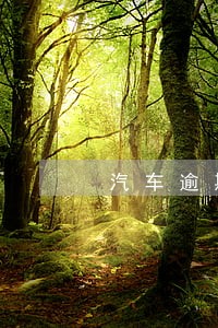 汽车逾期免检不到一个月怎么处罚