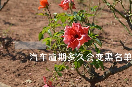 汽车逾期多久会变黑名单 汽车逾期多久会变黑名单