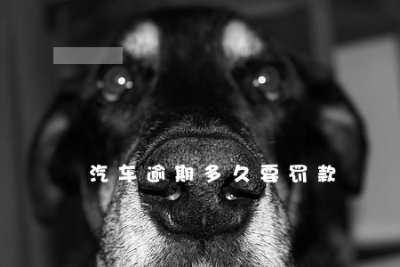 汽车逾期多久要罚款 汽车逾期多久要罚款