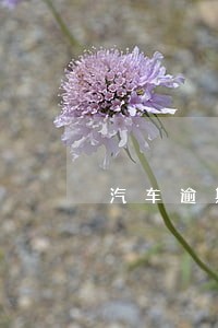 汽车逾期最长时间 汽车逾期最长时间