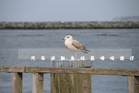 汽车逾期未检直接报废还会罚款 汽车逾期未检直接报废还会罚款