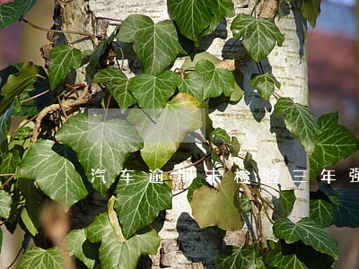 汽车逾期未检验三年强制报废 汽车逾期未检验三年强制报废