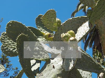 汽车逾期检测费用 汽车逾期检测费用
