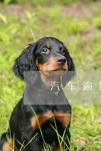 汽车逾期检验会什么后果 汽车逾期检验会什么后果