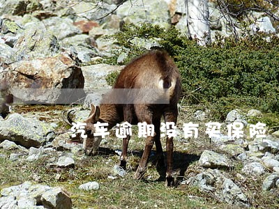 汽车逾期没有买保险 汽车逾期没有买保险