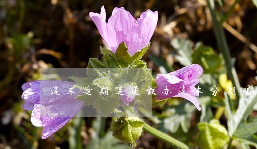 汽车逾期过还能办汽车分期吗 汽车逾期过还能办汽车分期吗
