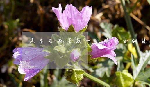 汽车逾期还款一小时本金翻倍