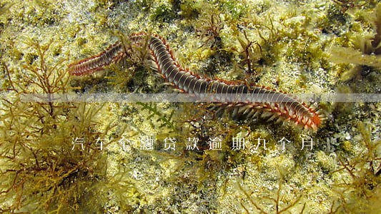 汽车金融贷款逾期九个月 汽车金融贷款逾期九个月