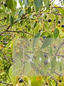 汽车金融逾期怎样还款 汽车金融逾期怎样还款