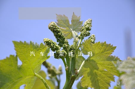 汽车顶架违法吗 汽车顶架违法吗