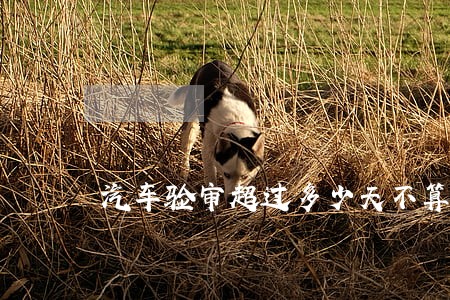 汽车验审超过多少天不算逾期 汽车验审超过多少天不算逾期