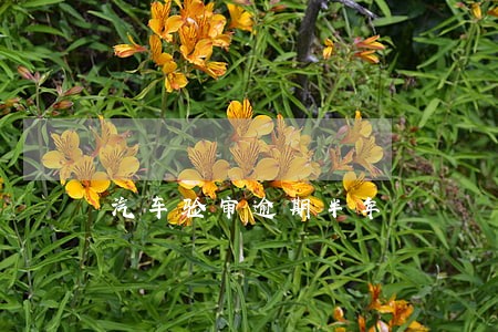 汽车验审逾期半年 汽车验审逾期半年