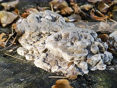 汽车验审逾期半年怎么办 汽车验审逾期半年怎么办