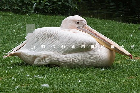 汾阳信和第四批逾期名单 汾阳信和第四批逾期名单