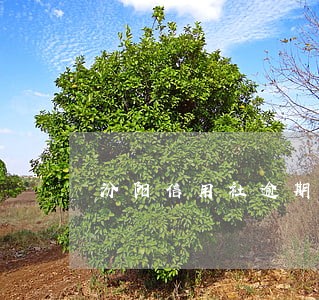 汾阳信用社逾期名单2015年 汾阳信用社逾期名单2015年