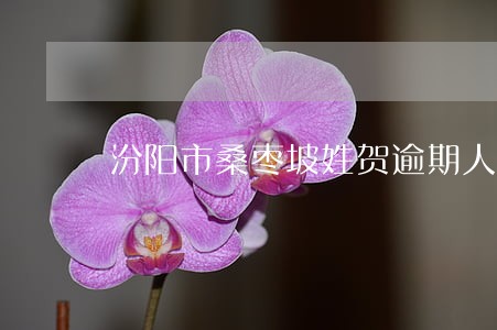 汾阳市桑枣坡姓贺逾期人名单 汾阳市桑枣坡姓贺逾期人名单