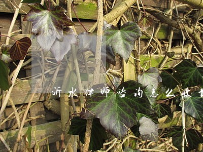 沂水律师咨询怎么收费 沂水律师咨询怎么收费