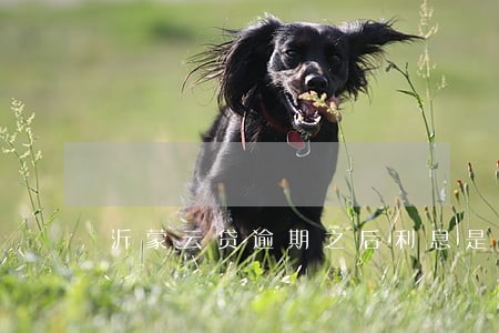 沂蒙云贷逾期之后利息是多少 沂蒙云贷逾期之后利息是多少