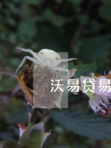 沃易贷易借逾期多久爆通讯录 沃易贷易借逾期多久爆通讯录