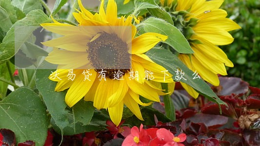 沃易贷有逾期能下款么 沃易贷有逾期能下款么